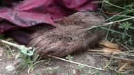 سرنوشت دردناک خرس قهوه‌ای در چالوس / فقط دستش پیدا شد + عکس