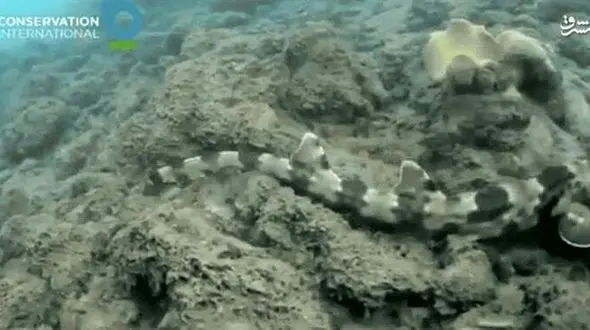 کوسه‌ای عجیب که در آب راه می رود+عکس