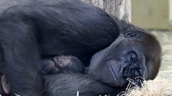 مادر؛ نماد بردباری و عشق بی‌پایان حتی در حیوانات  + فیلم