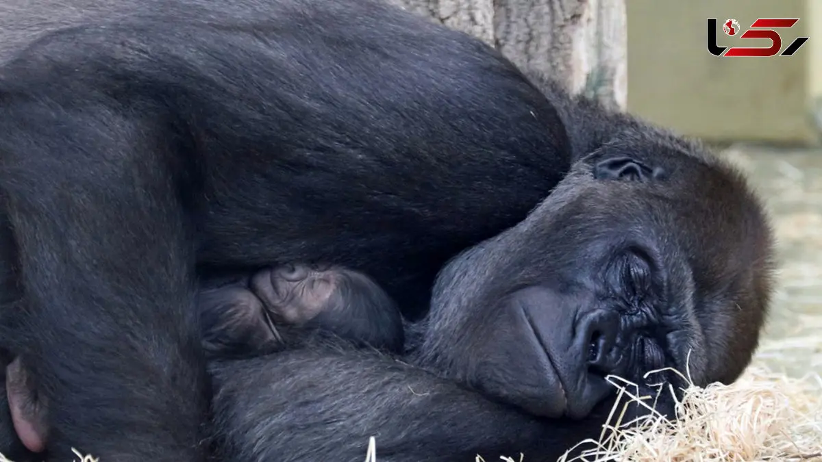 مادر؛ نماد بردباری و عشق بی‌پایان حتی در حیوانات  + فیلم