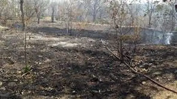 آتش سوزی باغات باغملک عمدی بود 