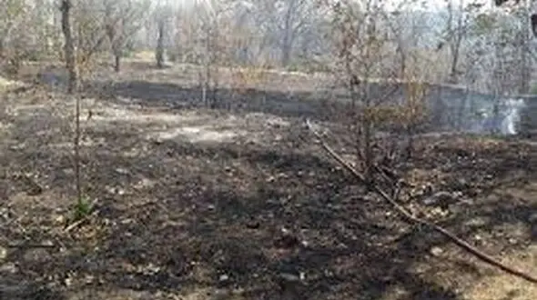آتش سوزی باغات باغملک عمدی بود 