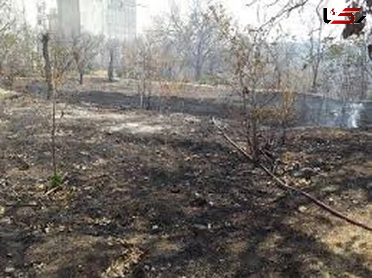 آتش سوزی باغات باغملک عمدی بود 