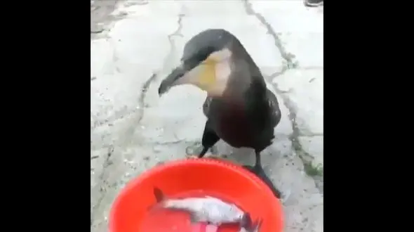 لحظه غذا خوردن مرغ ماهی خوار / فیلم