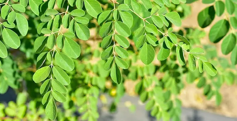 مورینگا