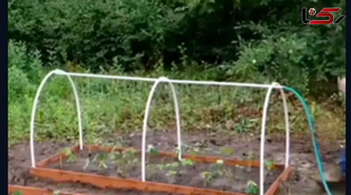 آبیاری قطره‌ای متفاوت / ابتکاری ساده اما کاربردی + فیلم