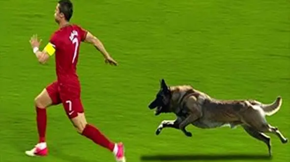 لحظات دیدنی و بی نظیر ورود ناگهانی حیوانات به زمین فوتبال +فیلم