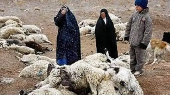 فیلم جان دادن دام‌ها اطراف مس خاتون‌آباد 