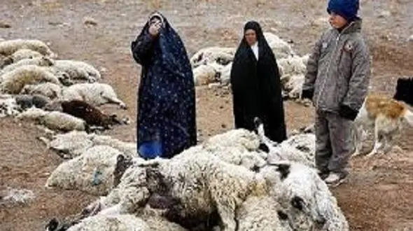 فیلم جان دادن دام‌ها اطراف مس خاتون‌آباد 