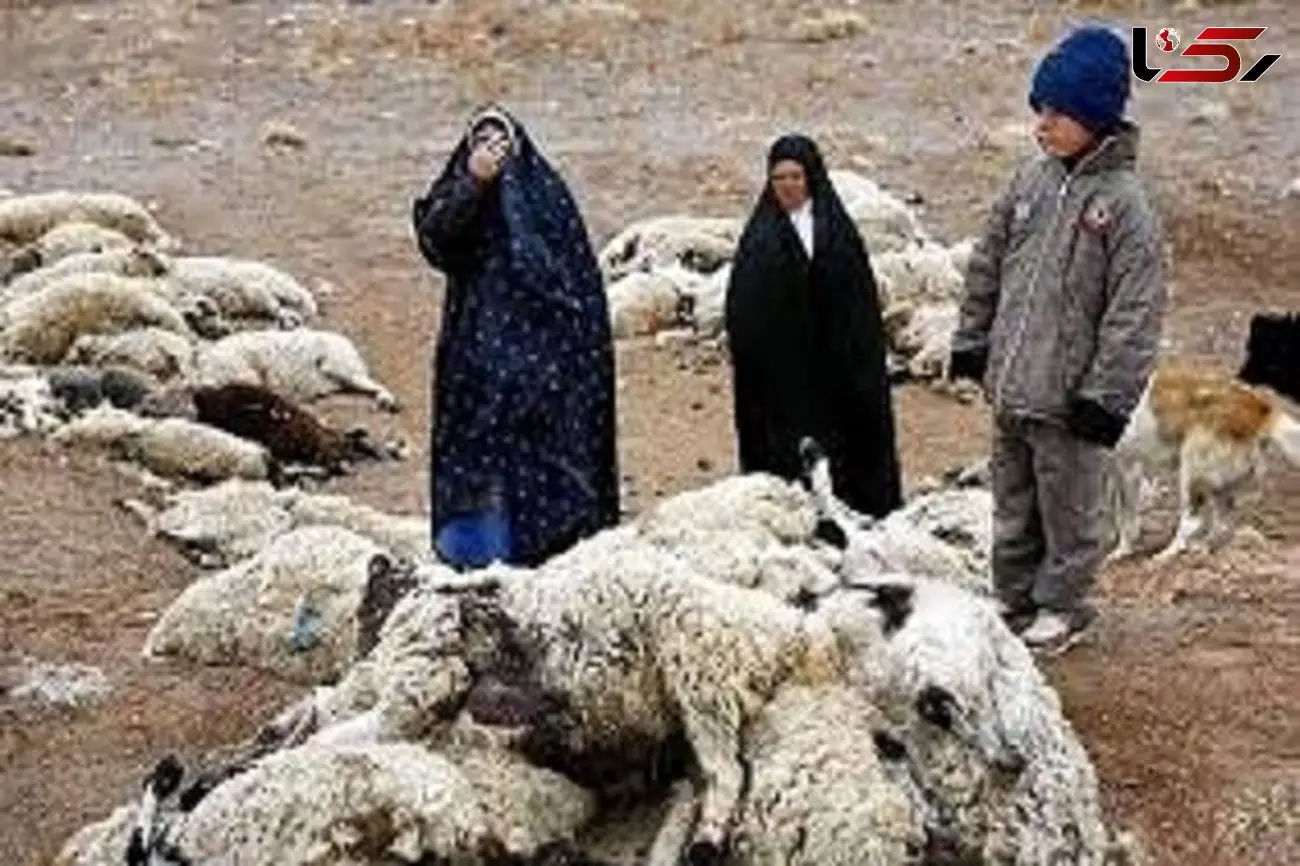 فیلم جان دادن دام‌ها اطراف مس خاتون‌آباد 