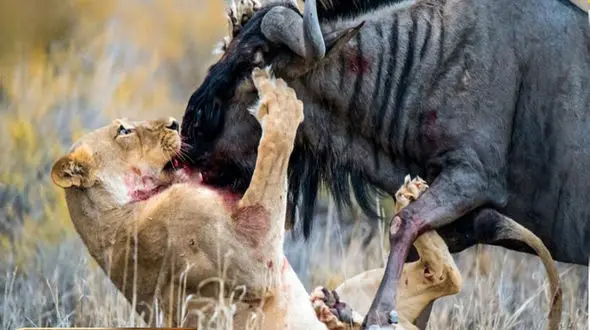 صحنه ای ناباورانه از حیانت وحش/ کل یالدار که کارش تموم بود یهو رم کرد و ...