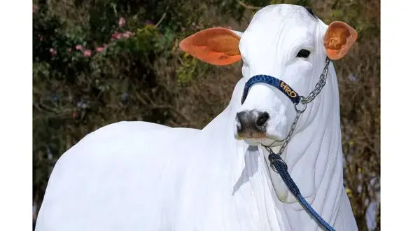 گران‌ترین گاو جهان دوباره رکورد شکست؛ بیش از ۲۰۰ میلیارد تومان! 