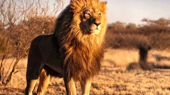 یک قلاده شیر نر در گرگان کشف شد
