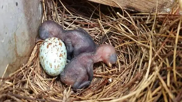 اقدام جالب هندی ها برای تخمگذاری پرنده + عکس