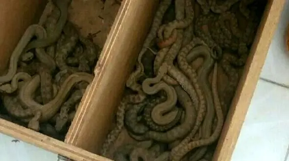 مارفروش کرجی با 30 مار افعی دماوندی دستگیر شد 