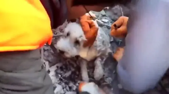 فیلم تحسین برانگیز  نجات سگ از مرگ حتمی !
