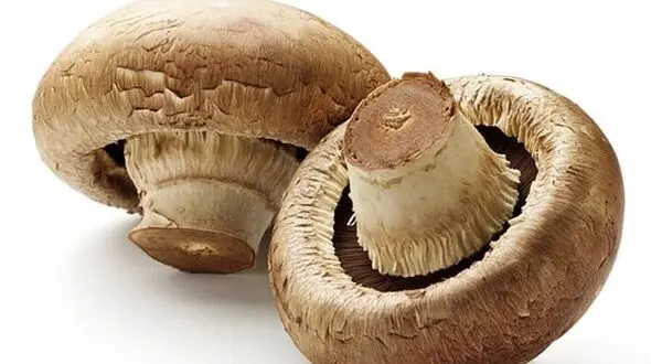 قارچ سمی چه بلایی بر سرتان می آورد؟