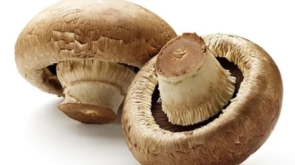 قارچ سمی چه بلایی بر سرتان می آورد؟