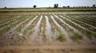 ۵ هکتار از زمین‌های کشاورزی بروجرد دچار آبگرفتگی شدند