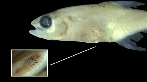 کشف جالب‌ ترین ماهی مینیاتوری آمازون که تاکنون دیده شده