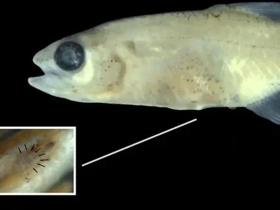 کشف جالب‌ ترین ماهی مینیاتوری آمازون که تاکنون دیده شده