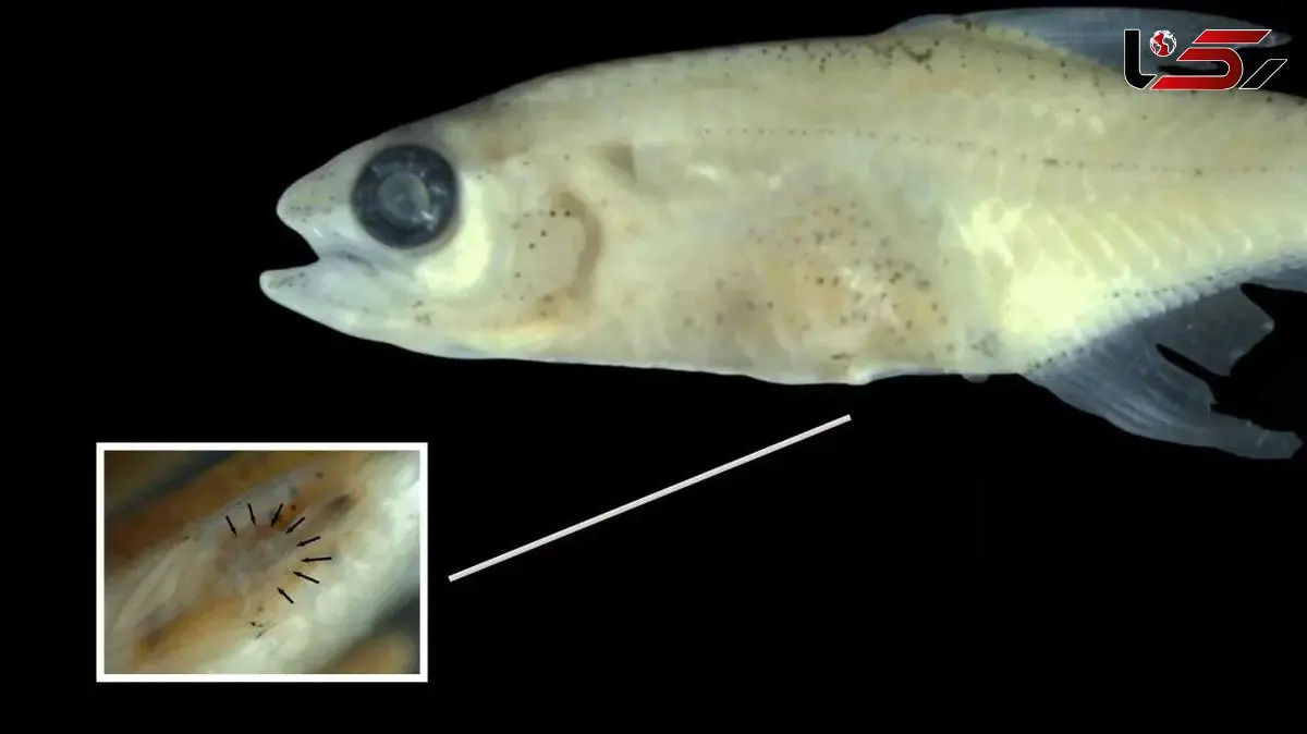 کشف جالب‌ ترین ماهی مینیاتوری آمازون که تاکنون دیده شده