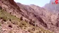 نجات جان کوهنورد آسیب دیده در ارتفاعات ۳۰۰۰ متری کرمان + فیلم