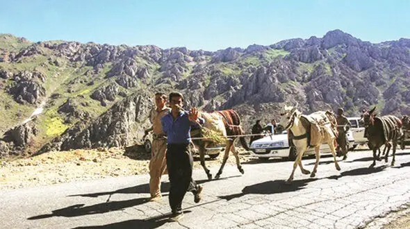 خرید و فروش  الاغ‌های قاچاقچی در سیتسان و بلوچستان! 