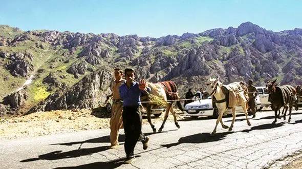 خرید و فروش  الاغ‌های قاچاقچی در سیتسان و بلوچستان! 