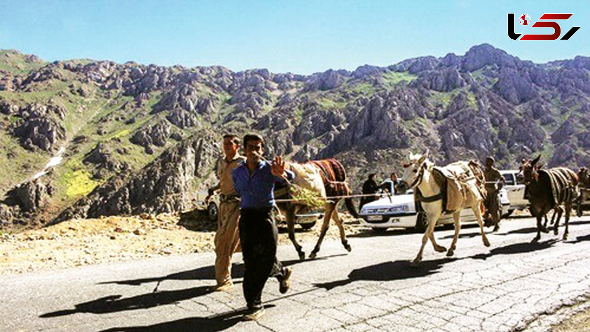 خرید و فروش  الاغ‌های قاچاقچی در سیتسان و بلوچستان! 