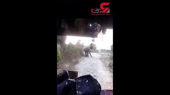 حمله فیل عصبانی به یک اتوبوس+فیلم