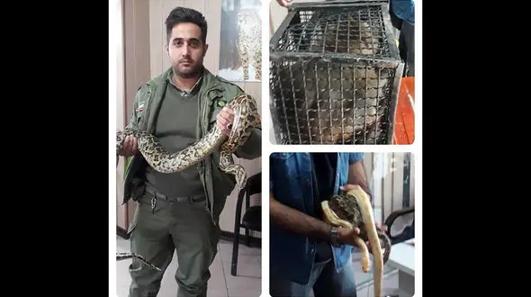 یک میمون و 9 مار افعی همسایه ملاردی ها بودند / این خطر شناسایی شد + عکس