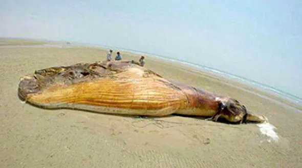 به گل نشستن نهنگ 10 تنی در شیبکوه