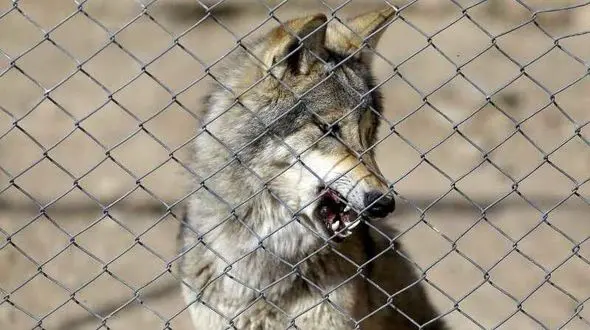 گرگ‌های وحشی تفت را به خاک و خون کشیدند /  پیرزن تنها ماند!