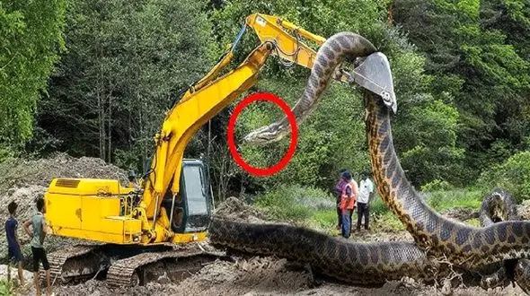 ابزارآلات غول پیکر؛ اپراتور بیل مکانیکی موقع صاف کردن جاده مهلک پیتون غول له میکنه 