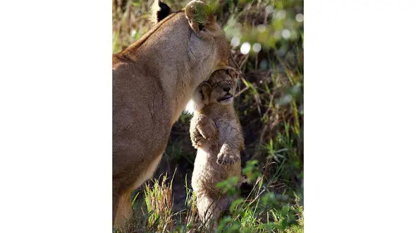 شگرد جالب شیر مادر برای حفاظت از توله هایش + عکس