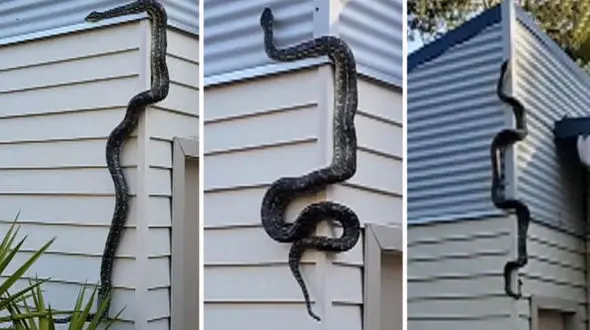 وحشت آفرینی مار عظیم الجثه در حیاط خلوت یک خانه + عکس 