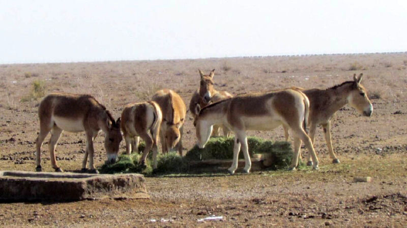 گورخر ایرانی