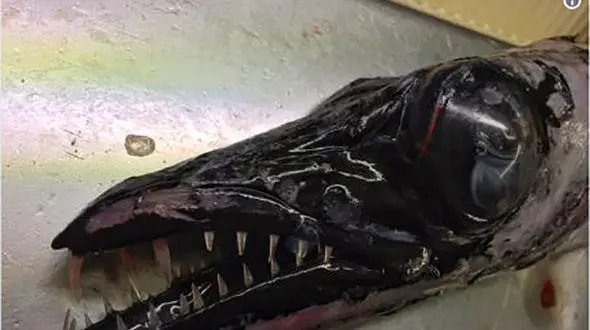 تصاویر زشت ترین ماهی ها را ببینید