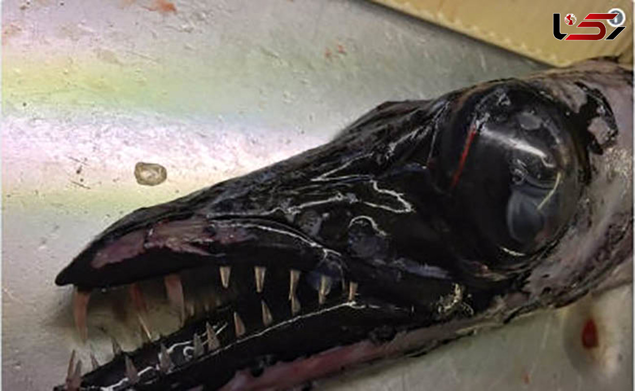تصاویر زشت ترین ماهی ها را ببینید