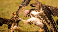 مبارزه ای دیدنی میان یک عقاب و کرکس+ عکس