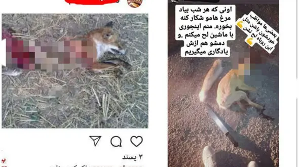 بازداشت یک مرد بخاطر انتشار عکس های وحشتناک / در ماکو صورت گرفت + عکس های تکاندهنده