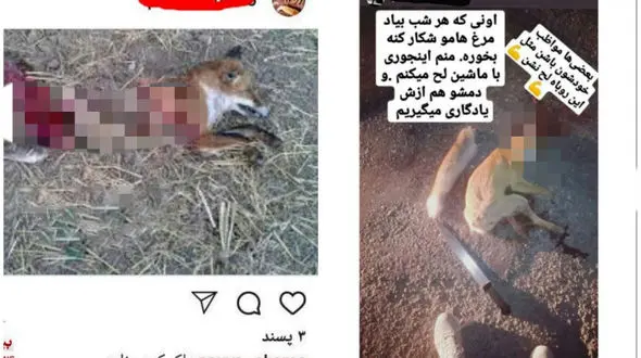 بازداشت یک مرد بخاطر انتشار عکس های وحشتناک / در ماکو صورت گرفت + عکس های تکاندهنده