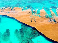 فیلم زندگی در اقیانوس ها / خانه اصلی حیات زمین