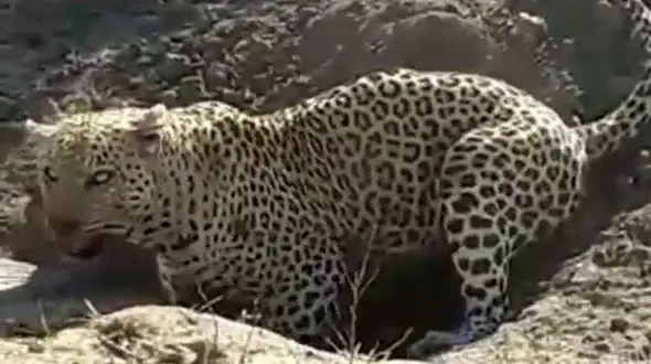 فیلم عجیب از بیرون کشیدن شکار توسط پلنگ گرسنه از دل زمین