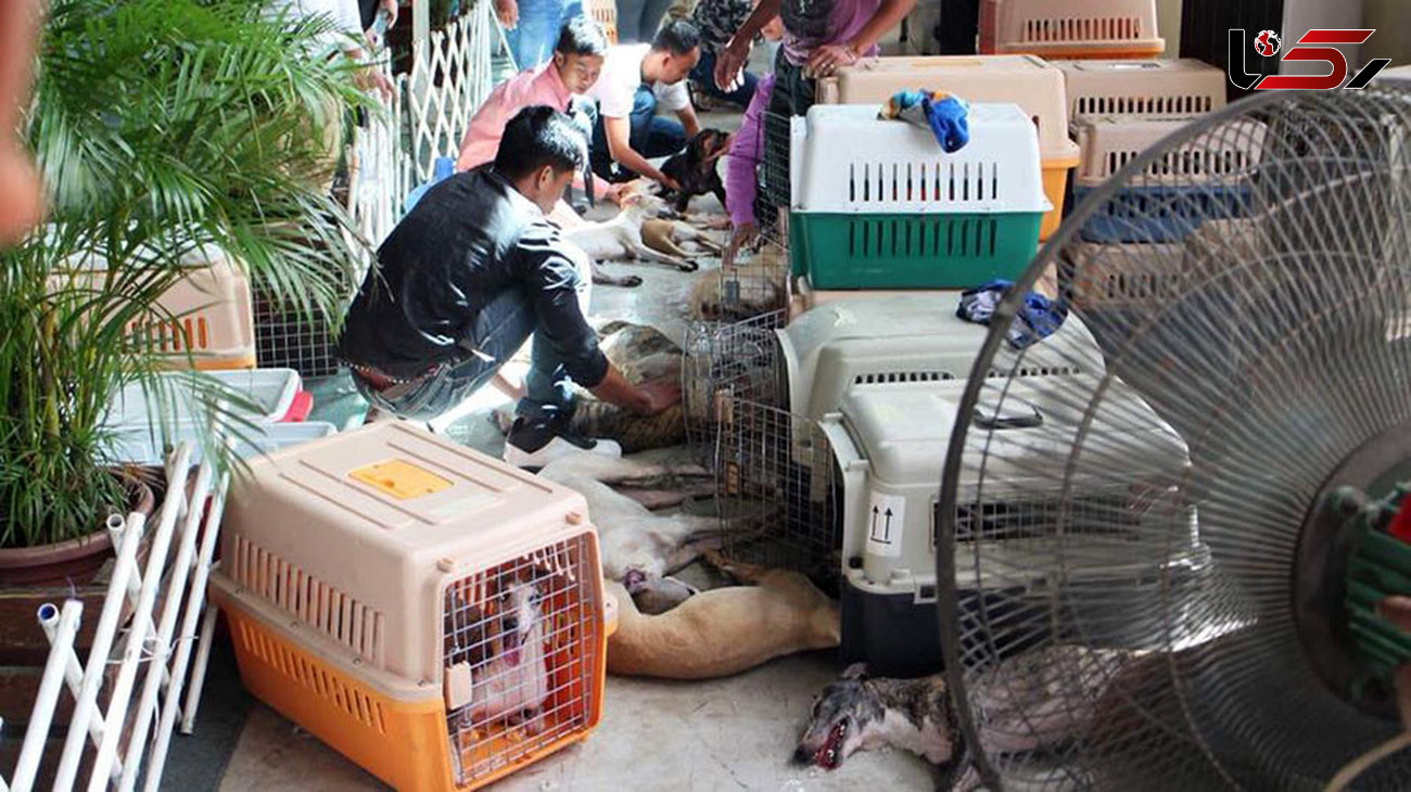 90 سال زندان برای سگ کشی + عکس ناراحت کننده