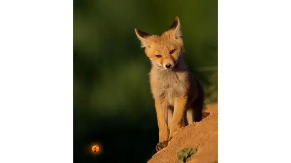 روباه قرمز شهر کرد + عکس