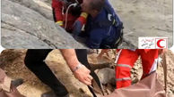 عملیات ۶ ساعته نجاتگران برای نجات جان گردشگر ۵۰ ساله در ارتفاعات توتستان+فیلم