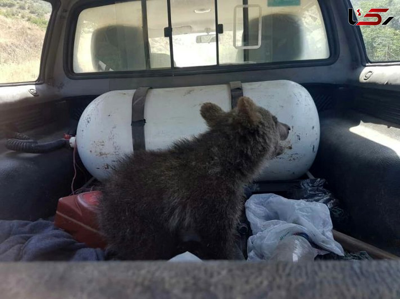 نجات توله خرس زخمی در گرگان + عکس