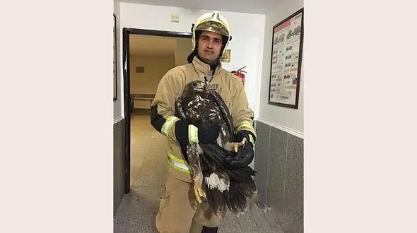 وحشت در یک رستوران تهران / عقاب حمله کرد + عکس